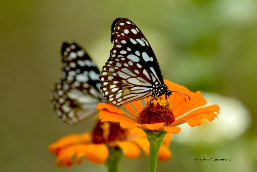 Отель The Yala Adventure Тиссамахарама Экстерьер фото